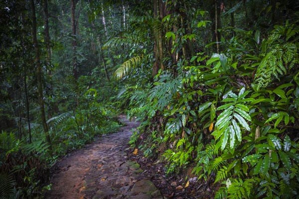 Path in Sinharaja Rain Forest