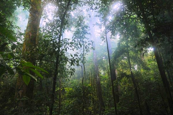 Sinharaja Rain Forest