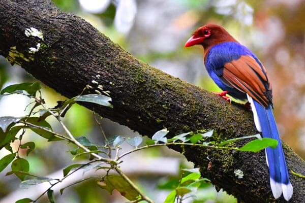 Sinharaja Rain Forest Bird Watching