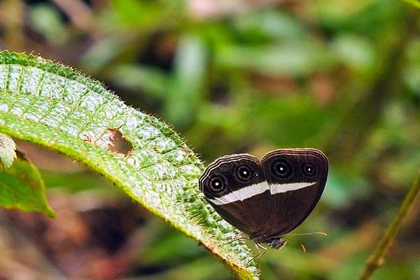 Sinharaja Rain Forest Butterfly