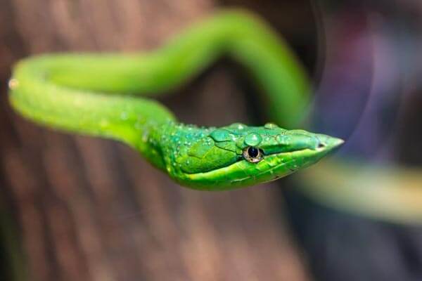 Sinharaja Rain Forest Snakes