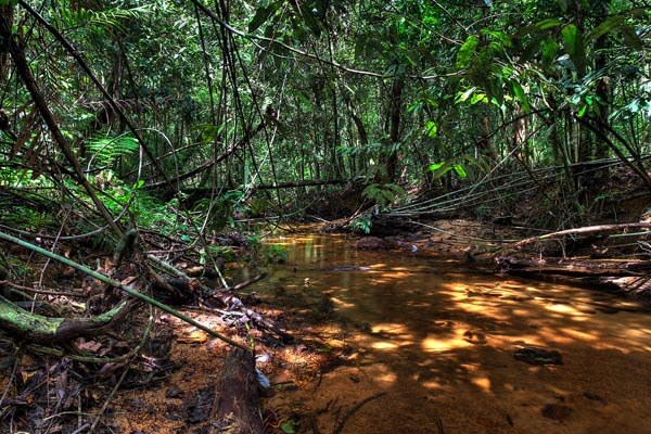 Sinharaja Rain Forest