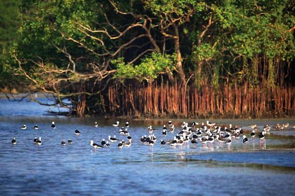 The Kalametiya Bird Sanctuary 2