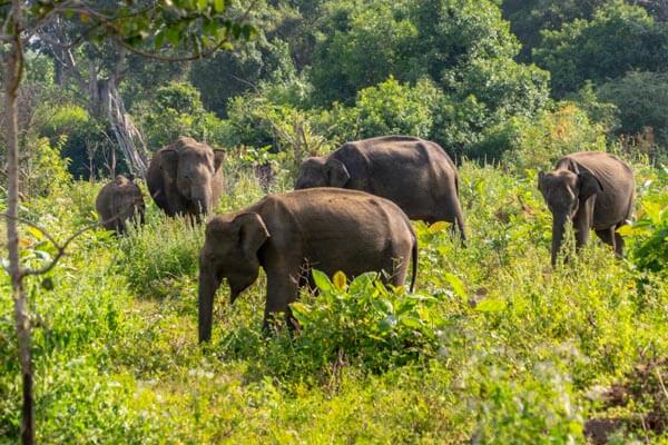 Udawalawe National Park
