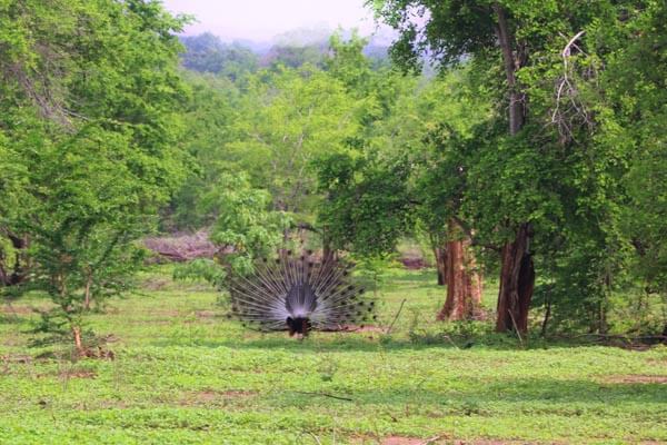 Udawalawe National Park