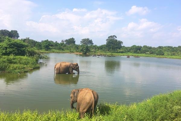 Udawalawe National Park
