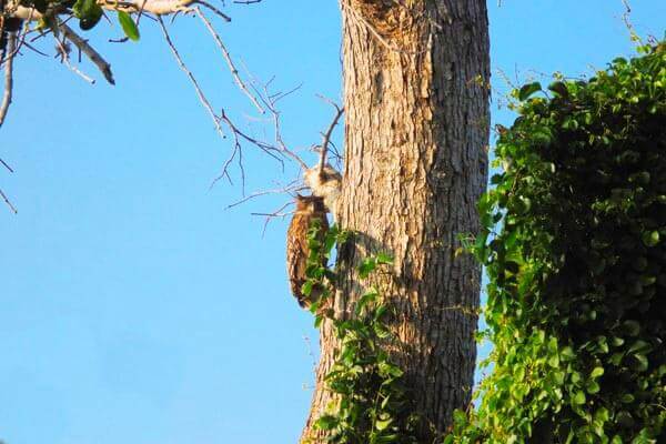 Walawe River Safari 1