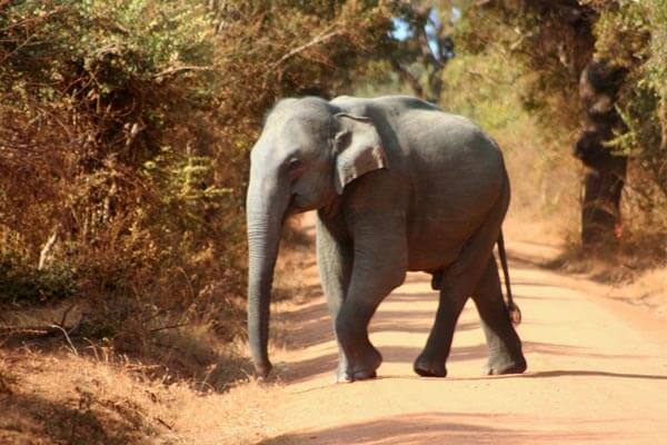 Yala National Park