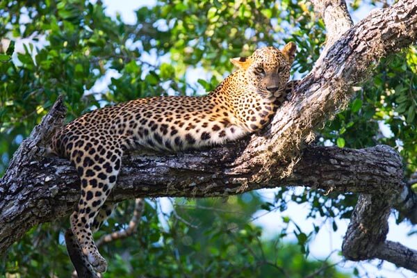 Yala National Park
