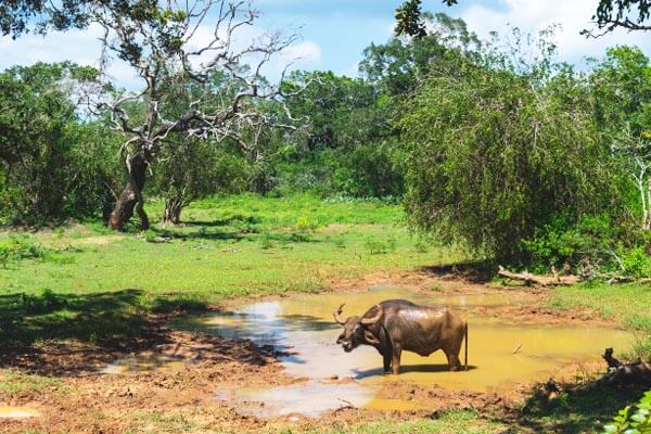 Yala National Park