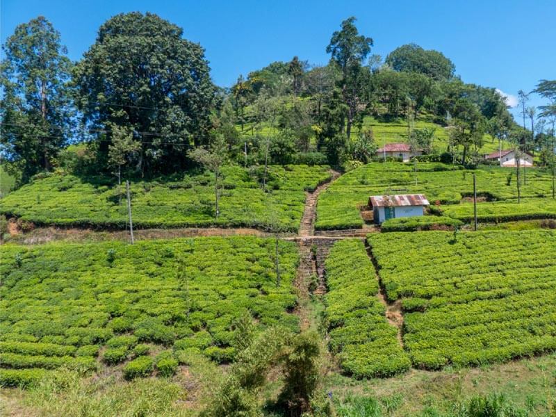 Ella-Tea-Plantations.jpg